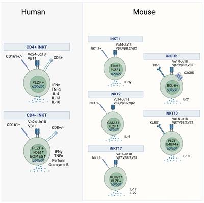 Thymic development of human natural killer T cells: recent advances and implications for immunotherapy